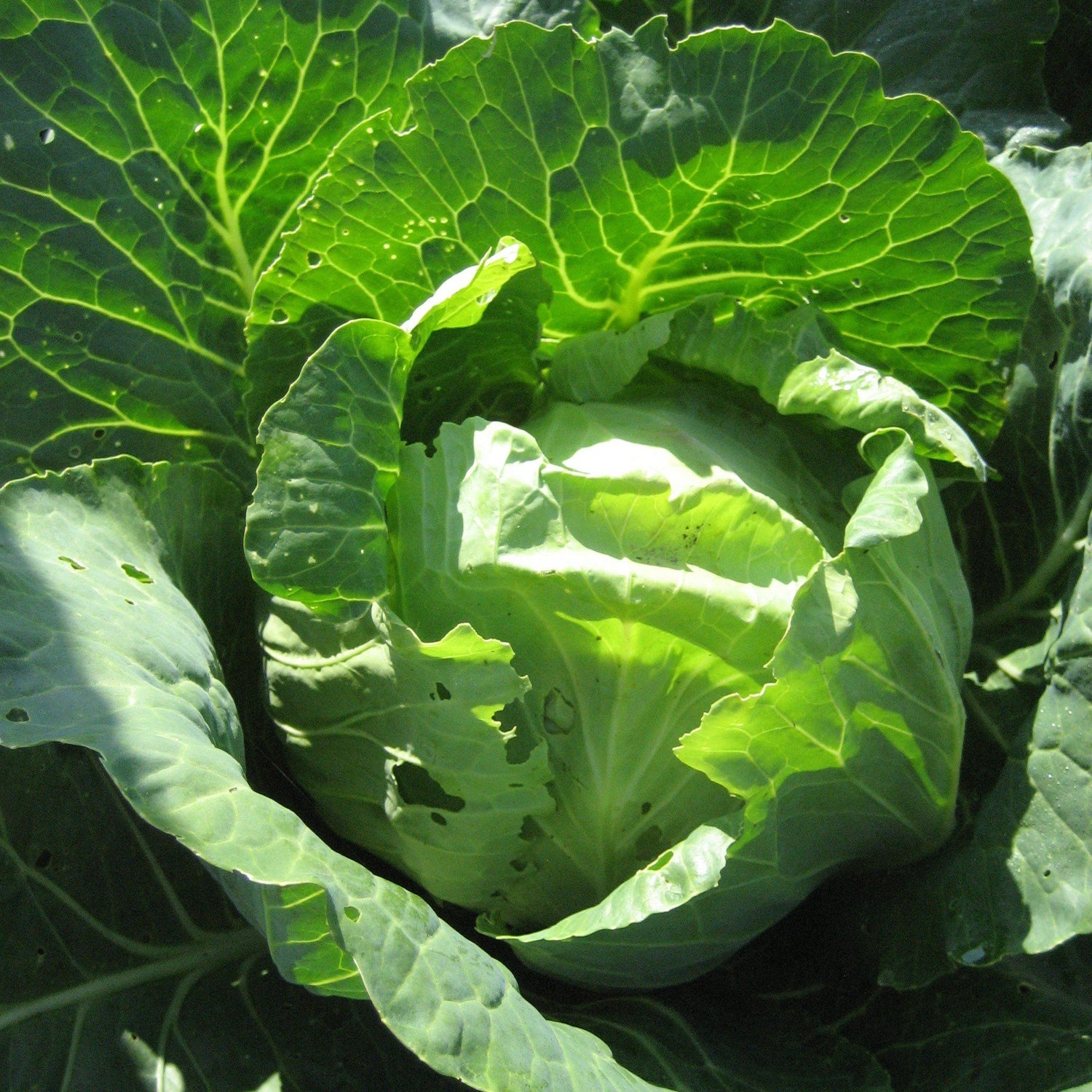 Danish Ballhead Cabbage vendor-unknown