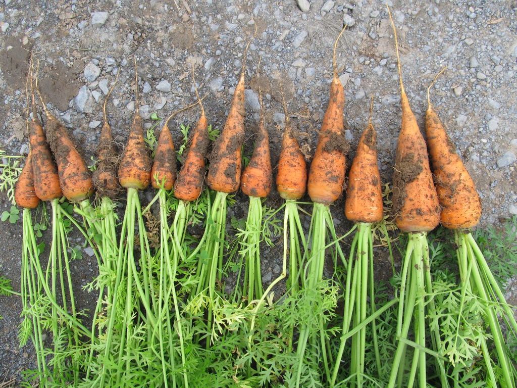 Danvers Carrot vendor-unknown