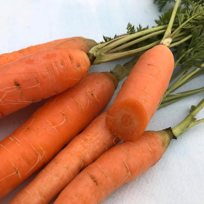 Danvers Carrot vendor-unknown