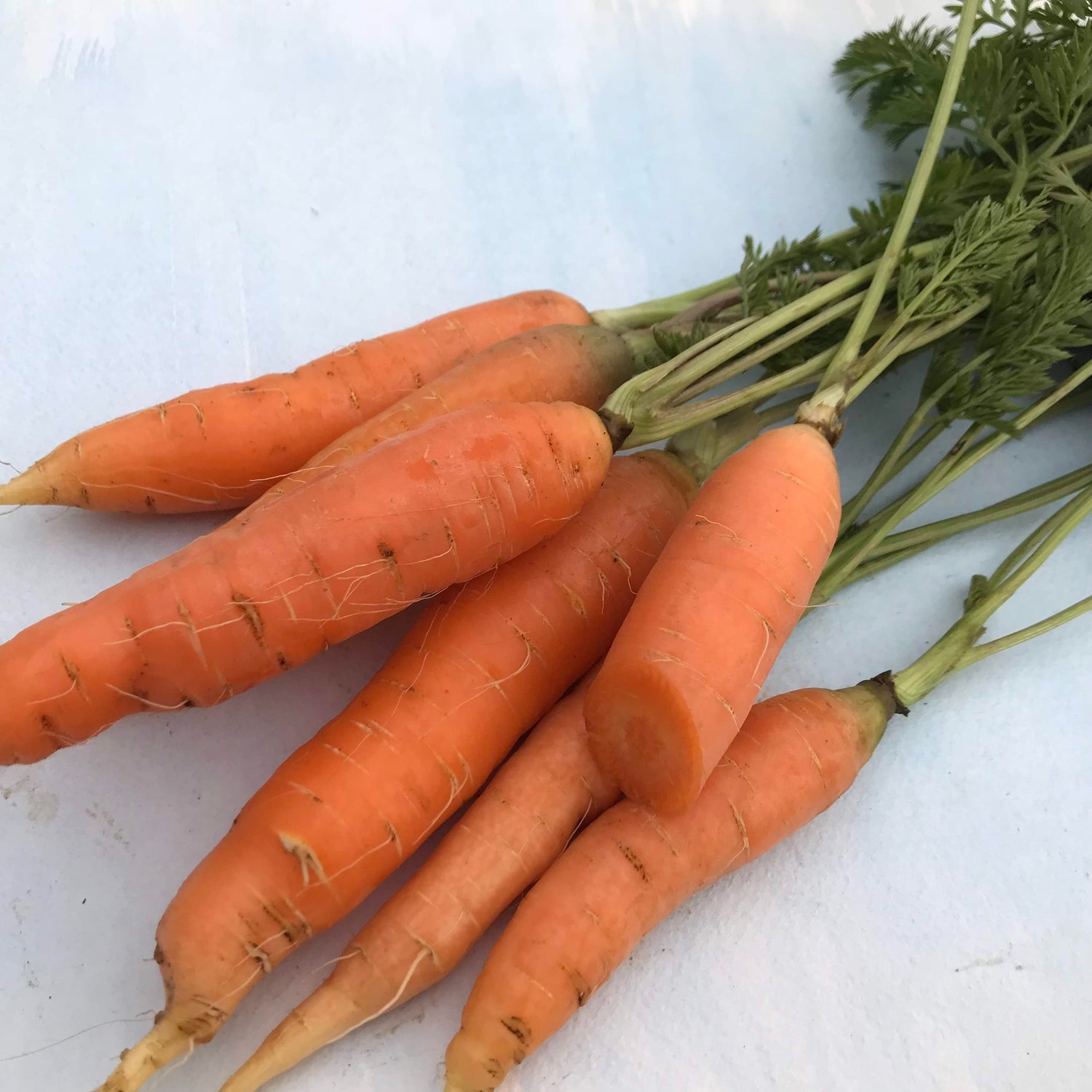 Danvers Carrot vendor-unknown