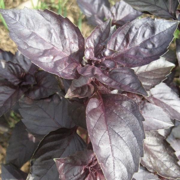 Dark Opal Basil vendor-unknown