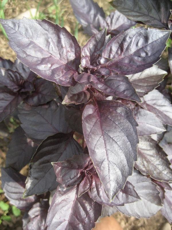 Dark Opal Basil vendor-unknown