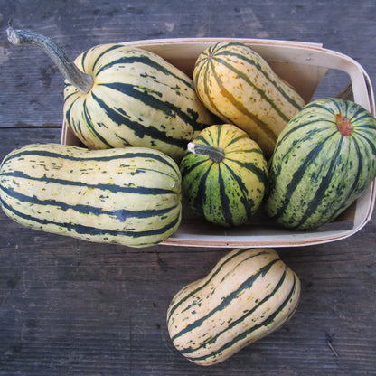 Delicata Squash vendor-unknown