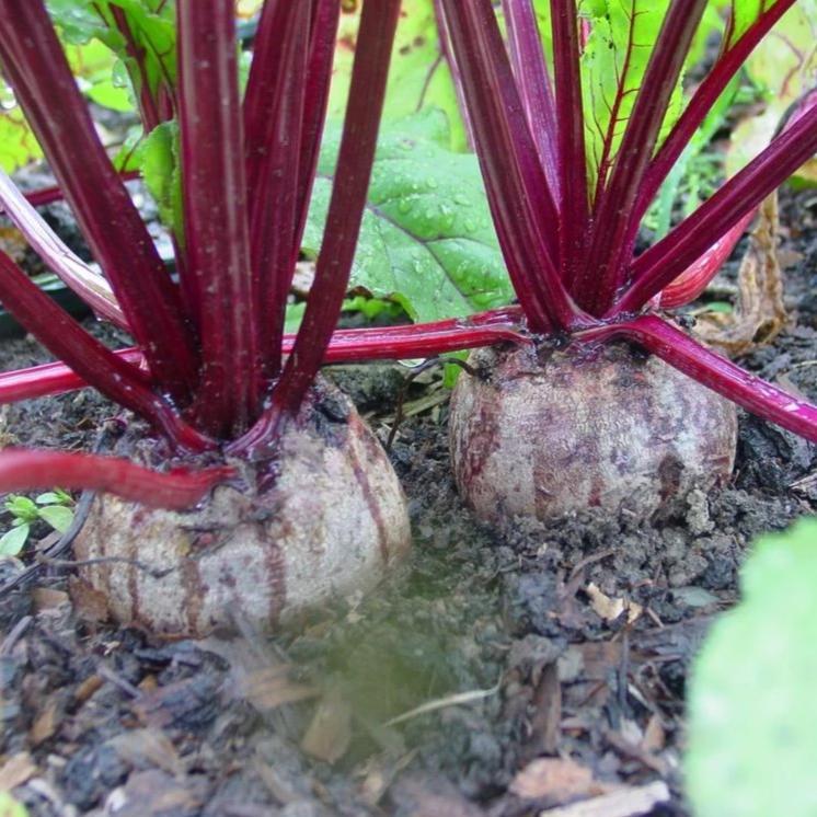 Detroit Dark Red Beet vendor-unknown