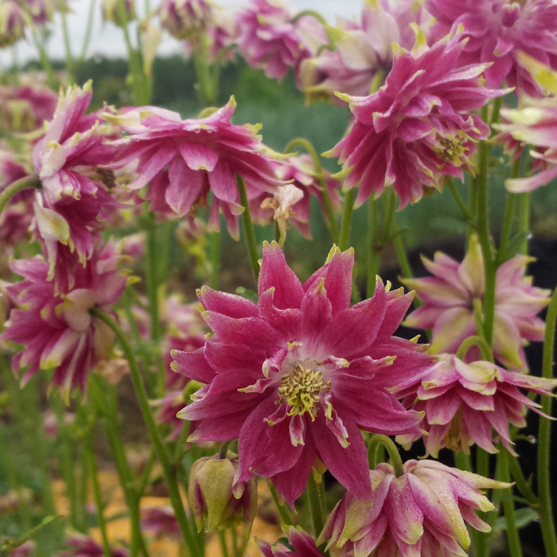 Double Take Columbine vendor-unknown