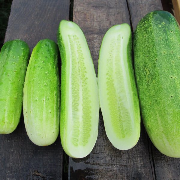 Double Yield Cucumber vendor-unknown