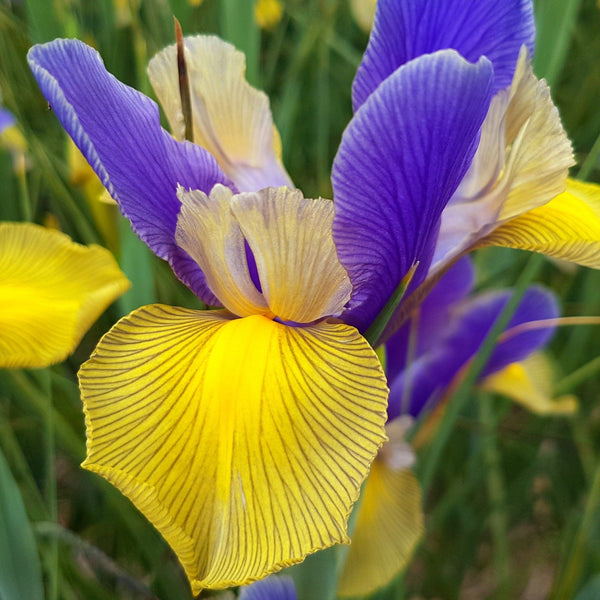 Dutch Iris "Mystic Beauty" vendor-unknown