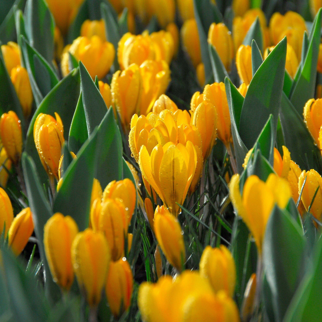 Dutch Large Flowering Crocus &quot;Golden Yellow&quot; vendor-unknown