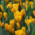 Dutch Large Flowering Crocus "Golden Yellow" vendor-unknown