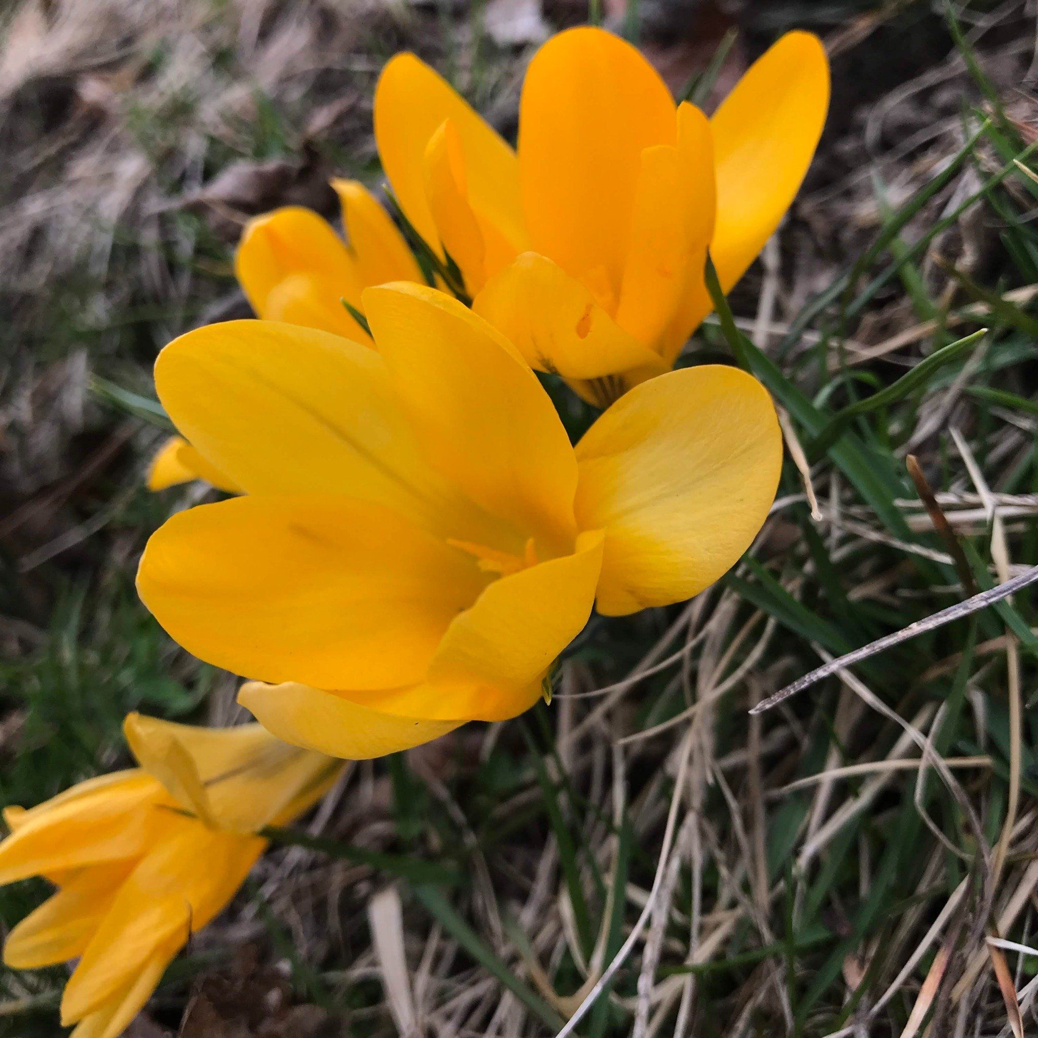 Dutch Large Flowering Crocus &quot;Golden Yellow&quot; vendor-unknown