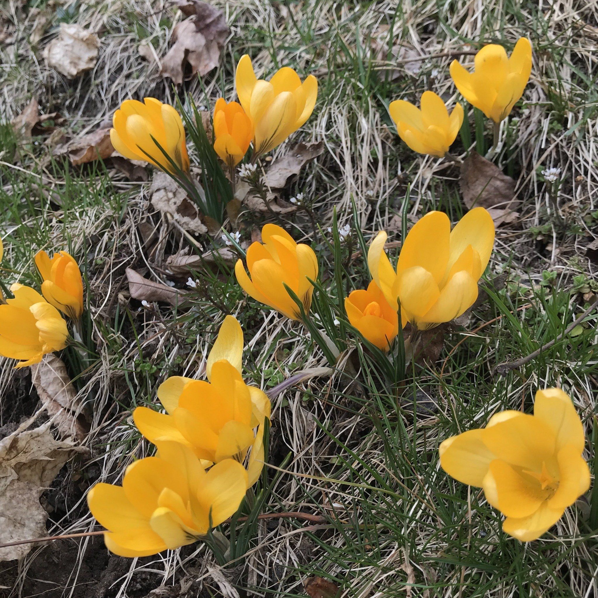 Dutch Large Flowering Crocus &quot;Golden Yellow&quot; vendor-unknown