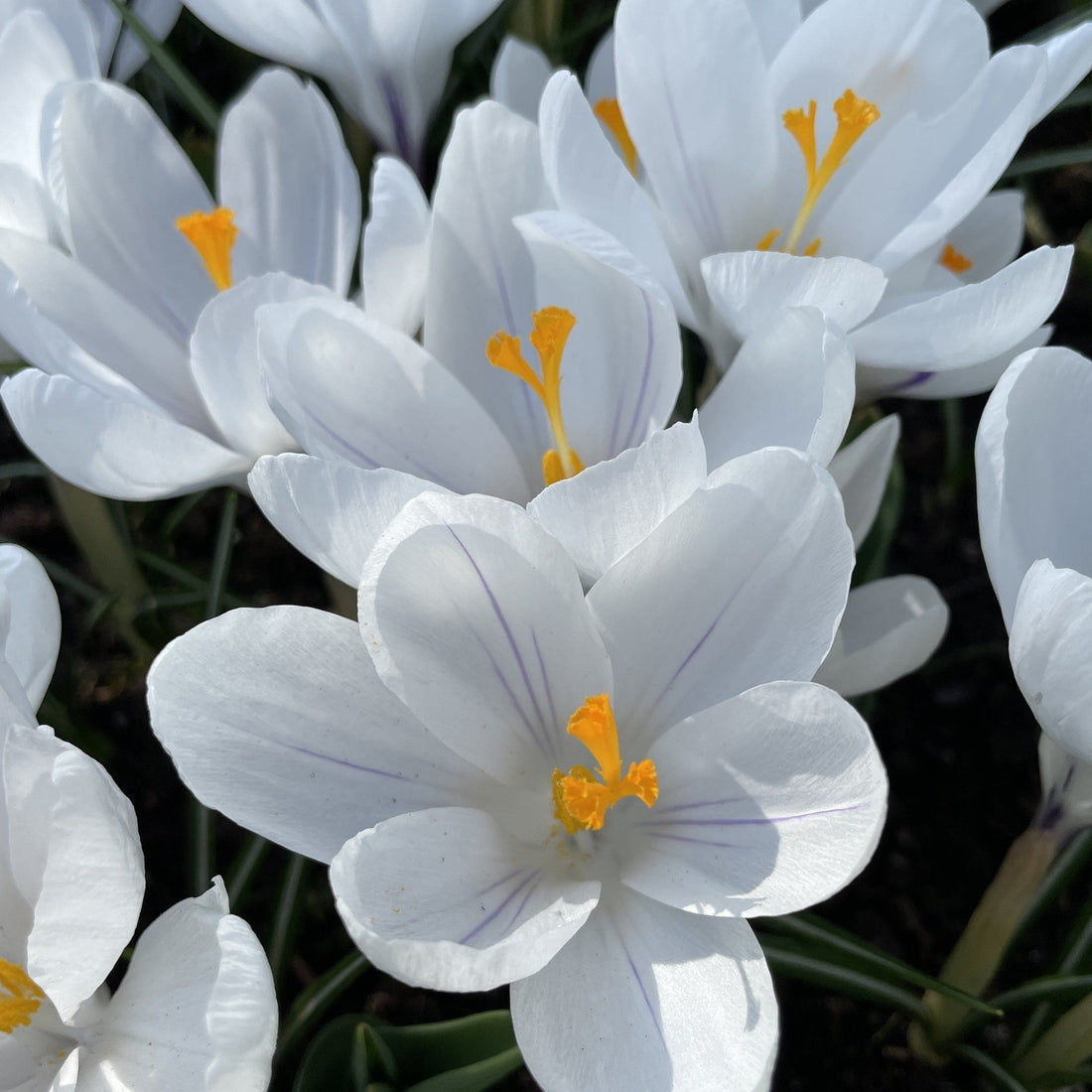 Dutch Large Flowering Crocus &quot;Jeanne d&