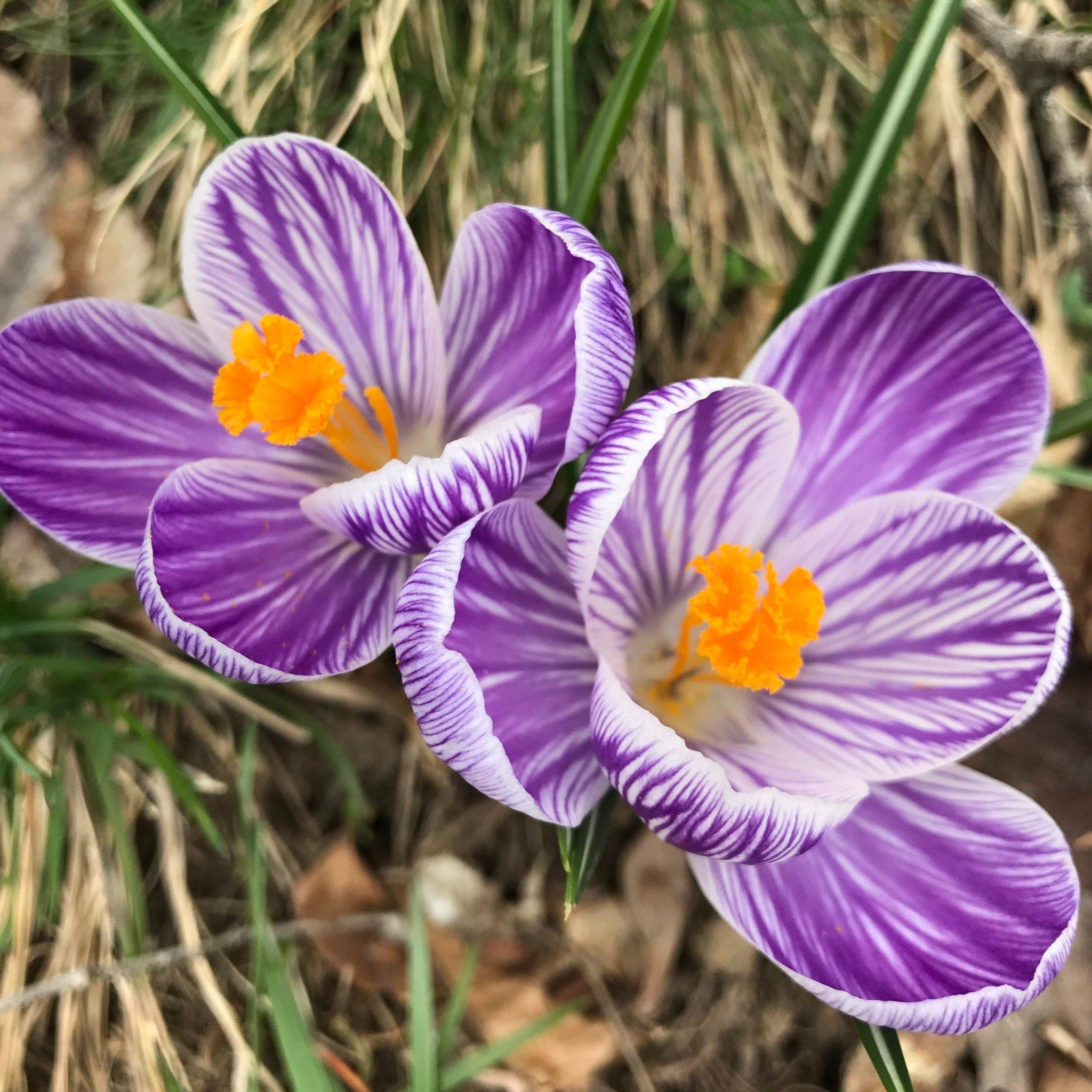 Dutch Large Flowering Crocus &quot;Pickwick&quot; vendor-unknown