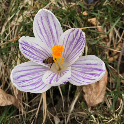 Dutch Large Flowering Crocus &quot;Pickwick&quot; vendor-unknown