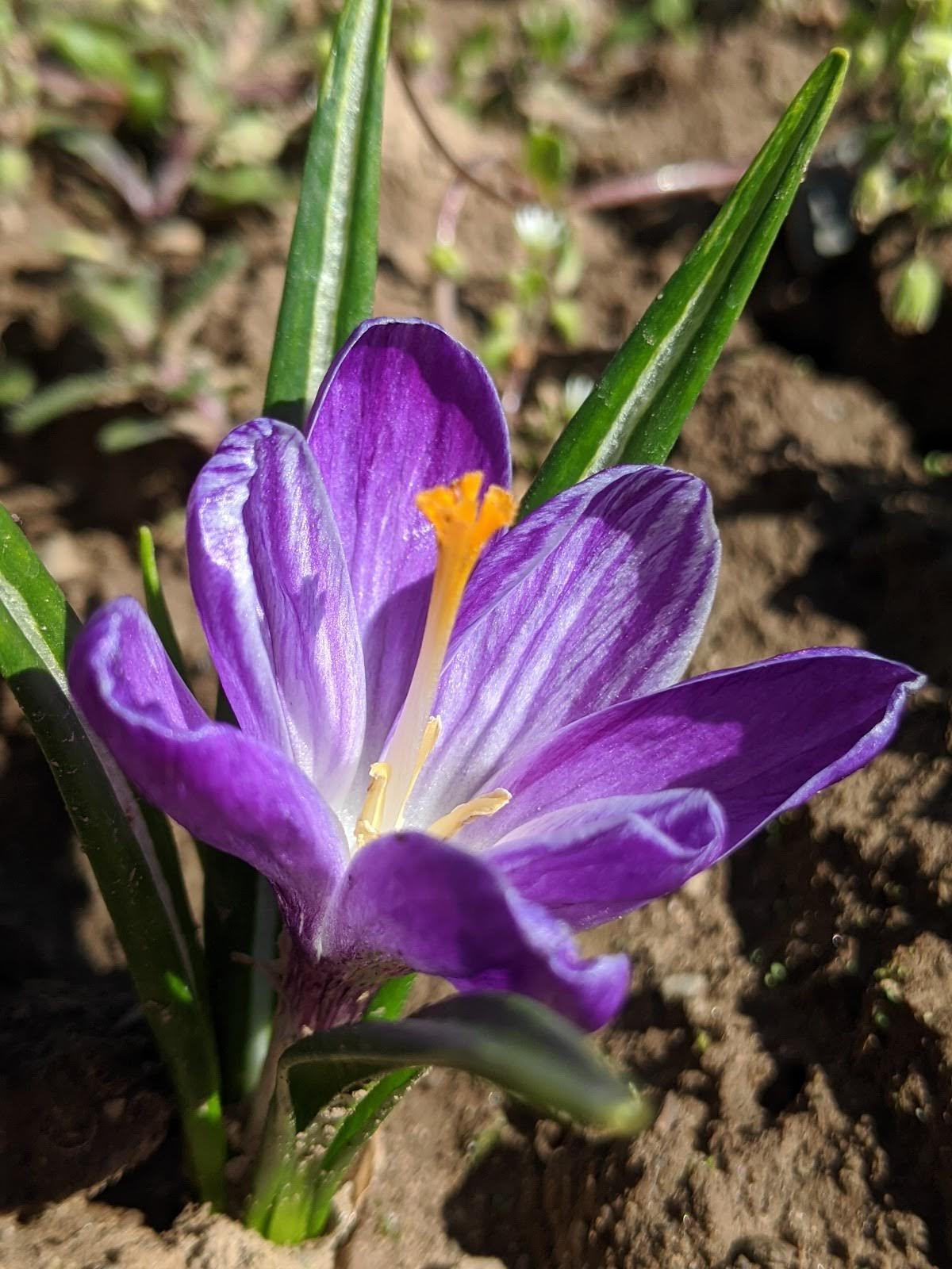 Dutch Large Flowering Crocus &quot;Pickwick&quot; vendor-unknown