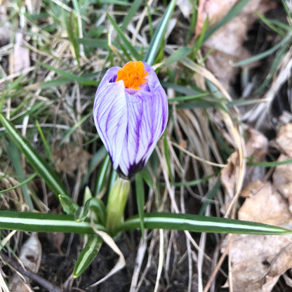 Dutch Large Flowering Crocus &quot;Pickwick&quot; vendor-unknown