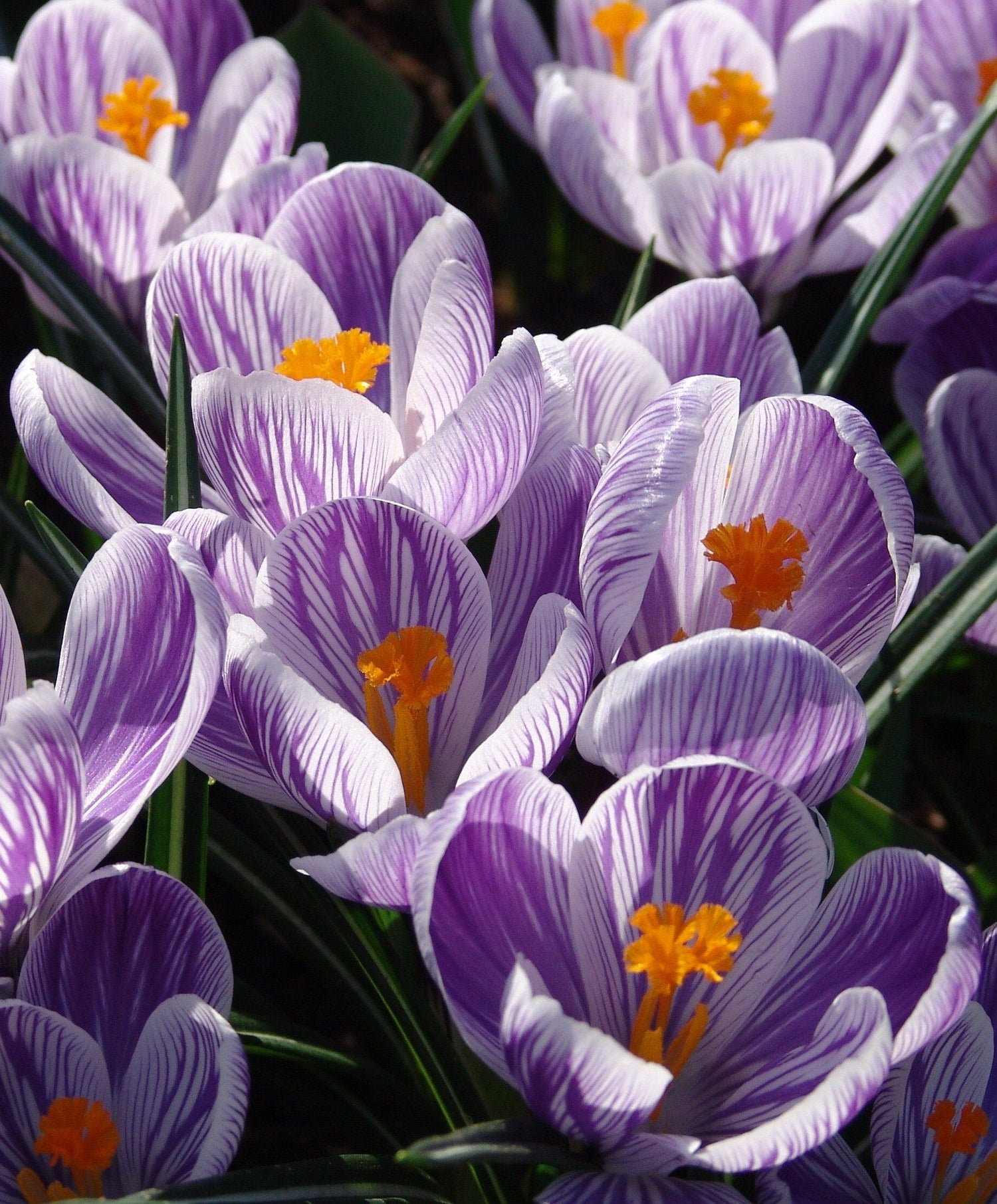 Dutch Large Flowering Crocus &quot;Pickwick&quot; vendor-unknown