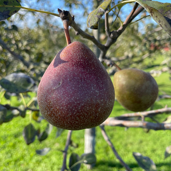Seckel Pear Tree