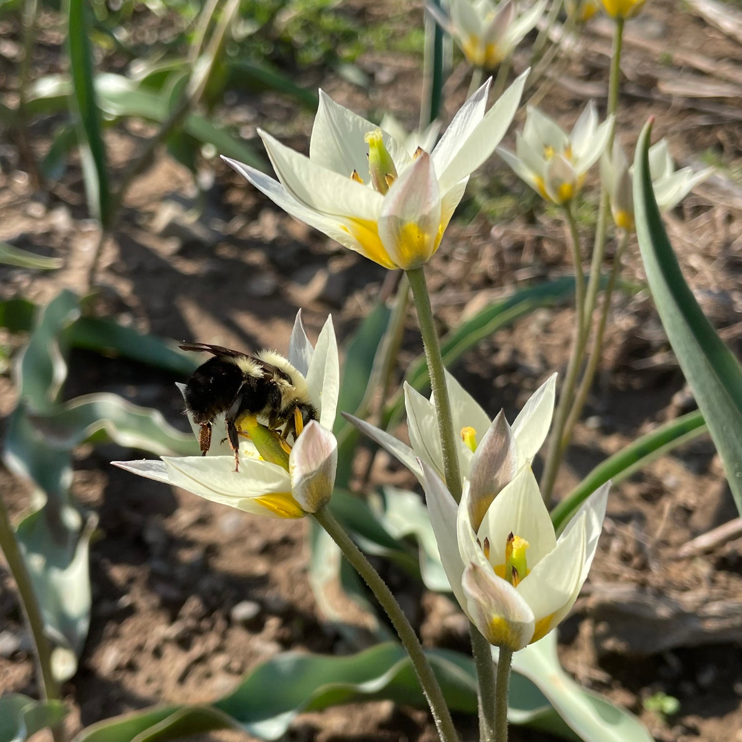 Species Tulip turkestanica