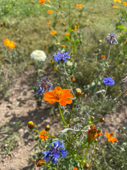 Good Bug Blooms