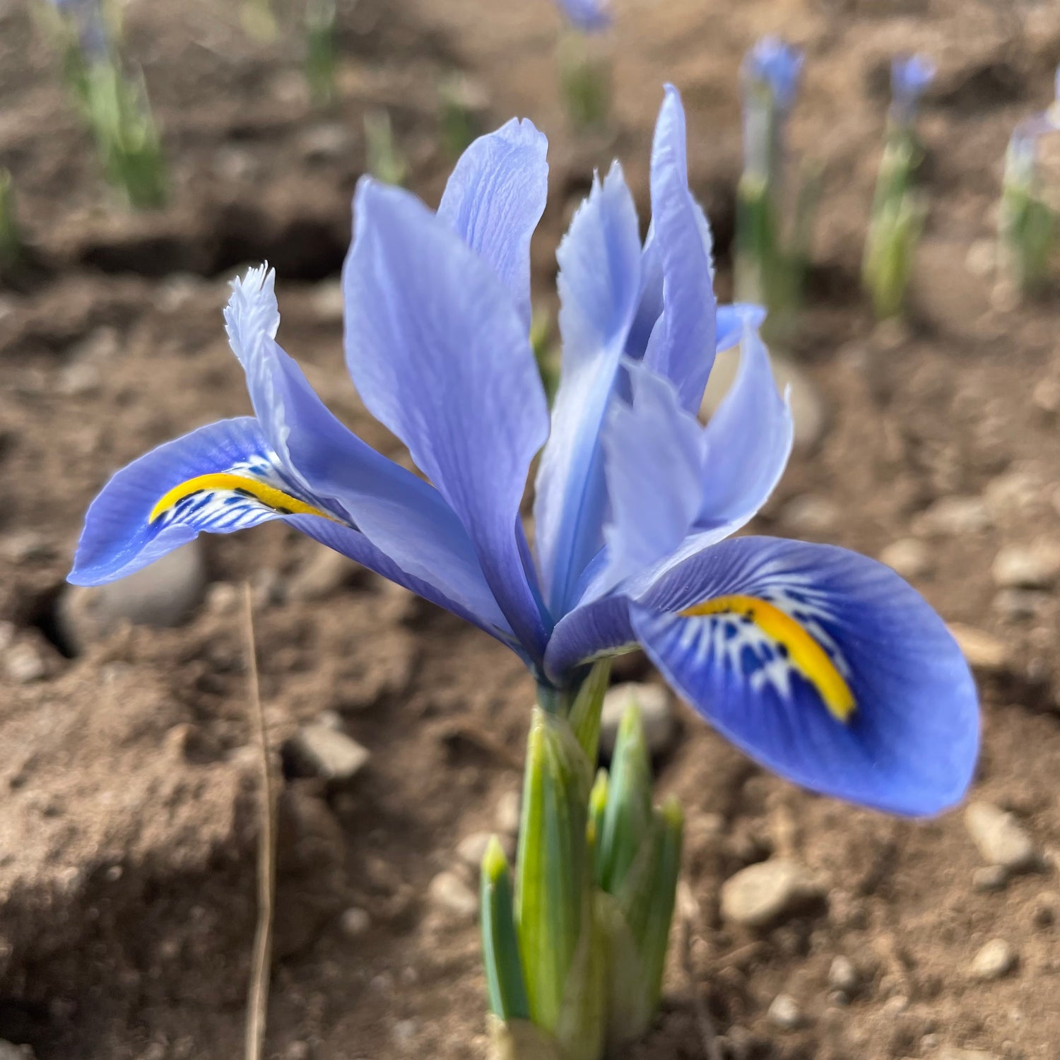 Rock Iris reticulata &