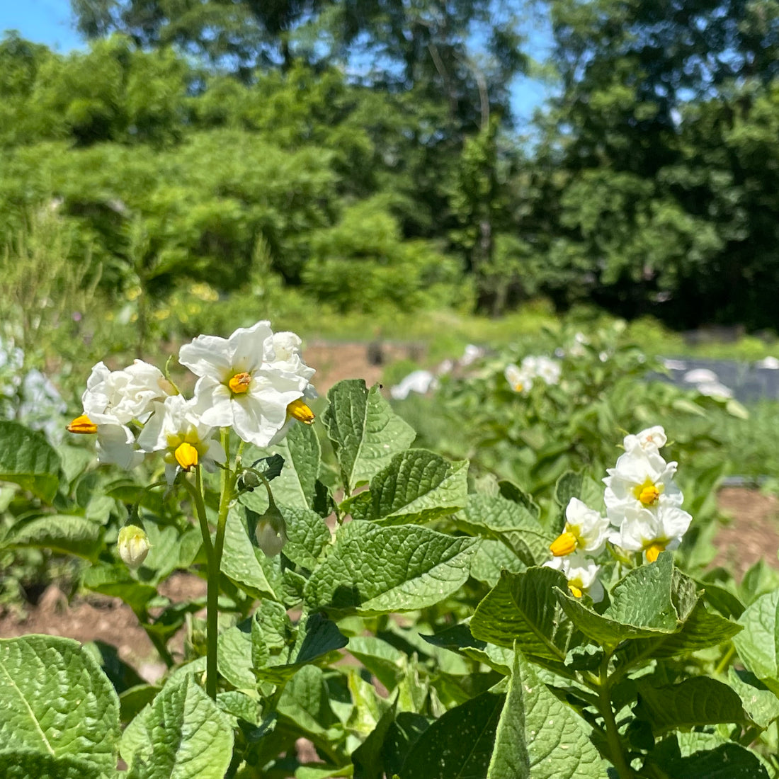 Keuka Gold Potato