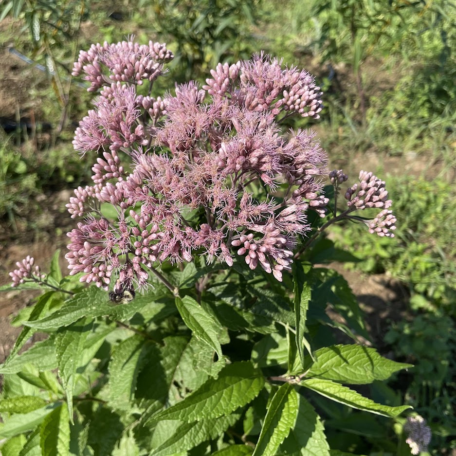 Joe Pye Weed (spotted)