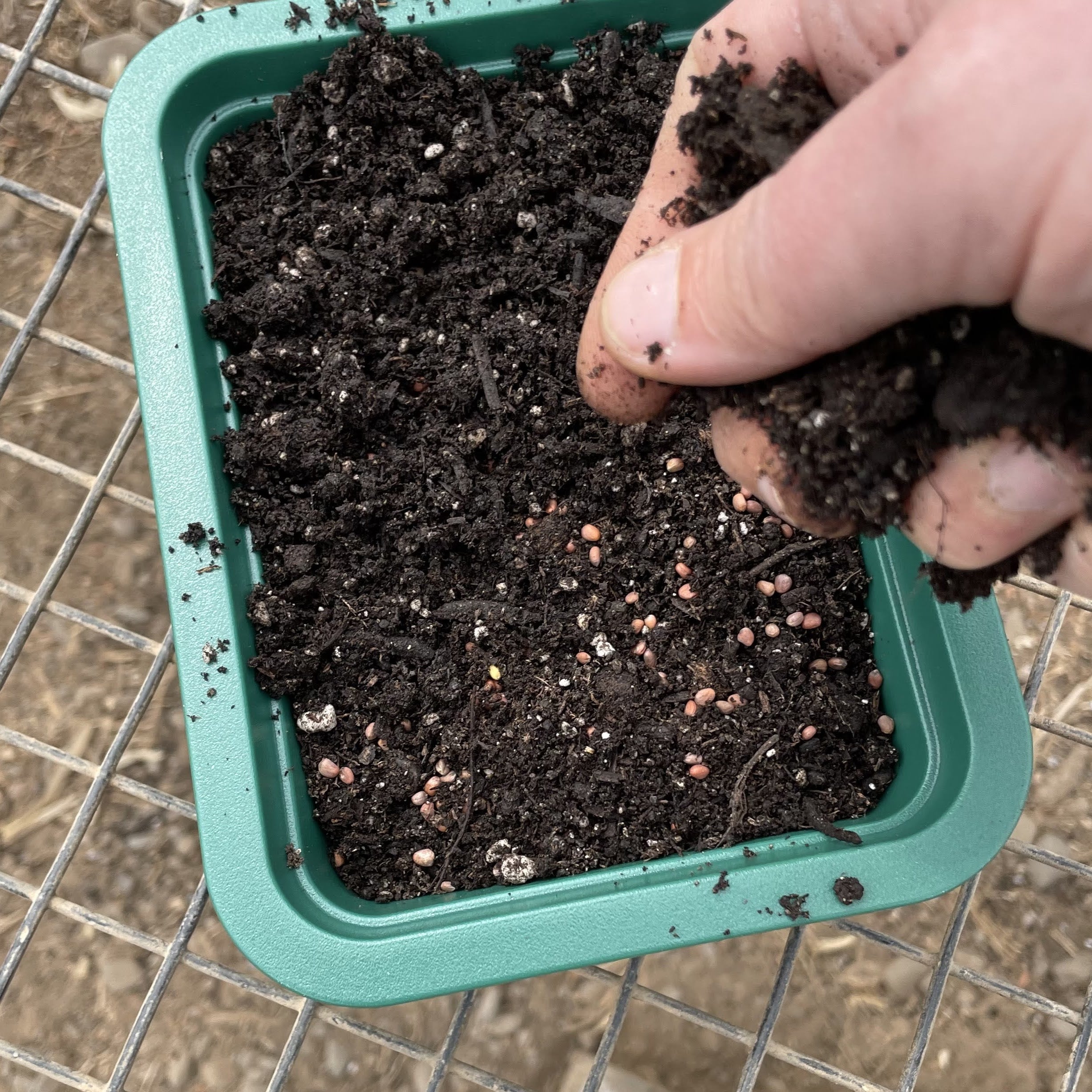 Windowsill Self-Watering Microgreens Tray