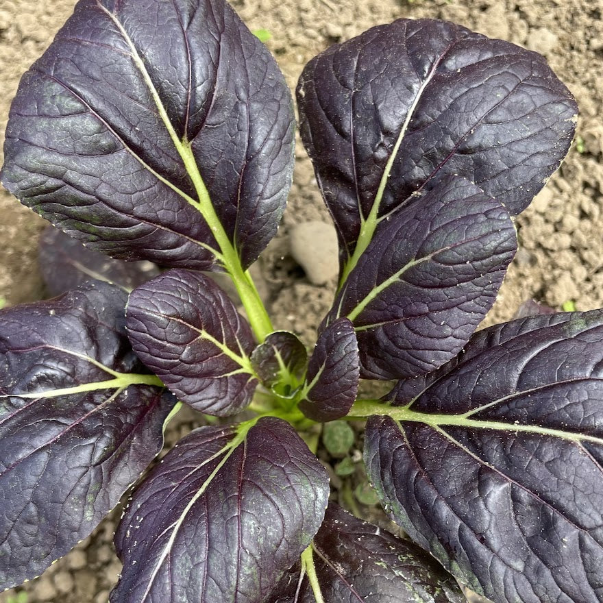 Scarlet Red Tatsoi