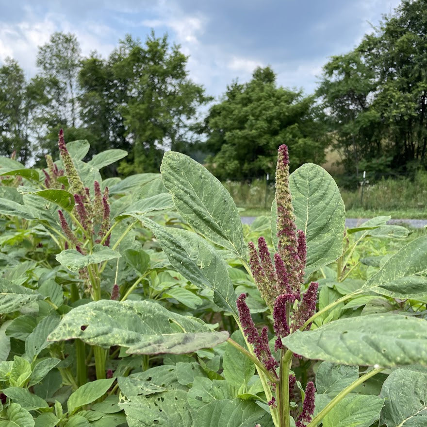 New Mexico Amaranth