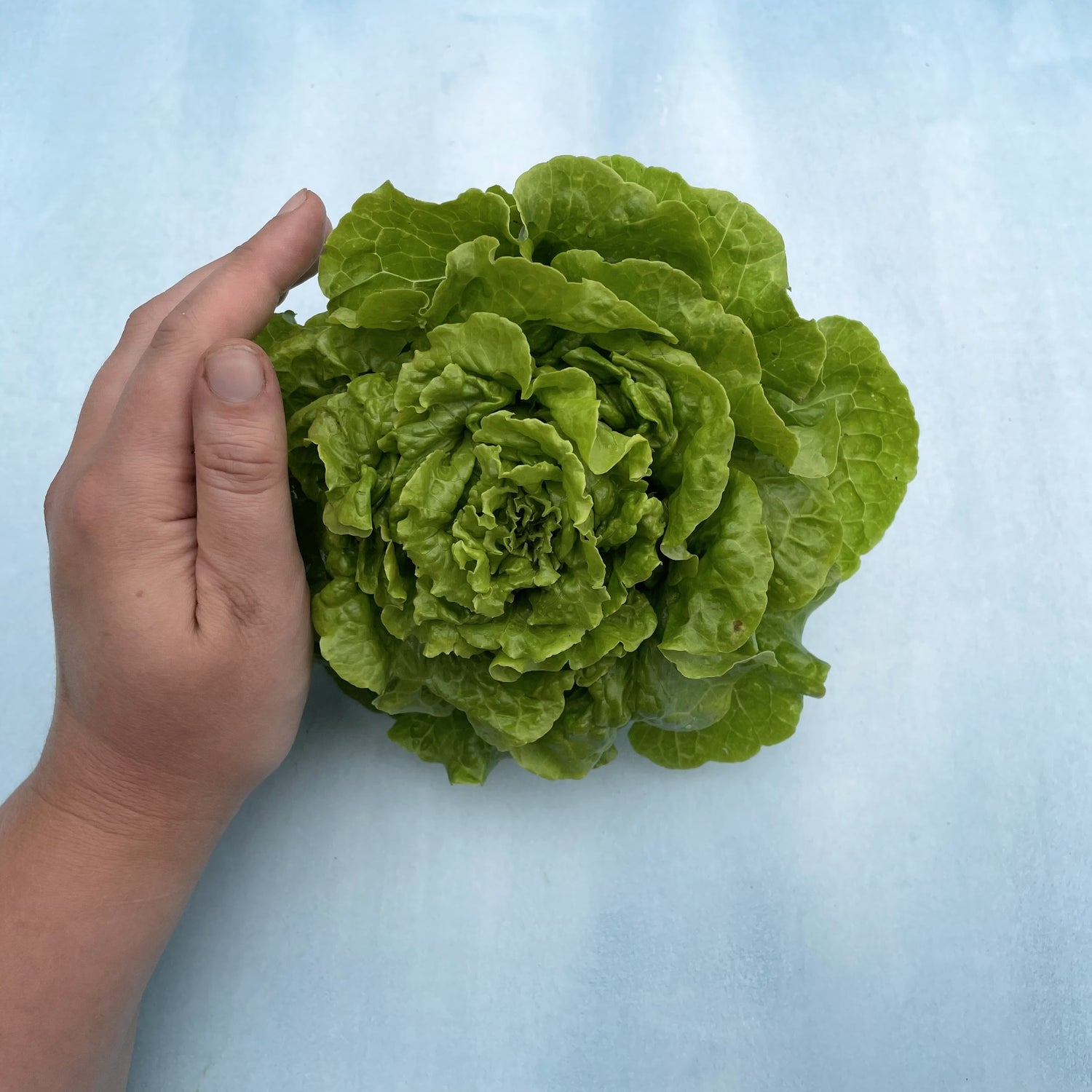 Tom Thumb Lettuce