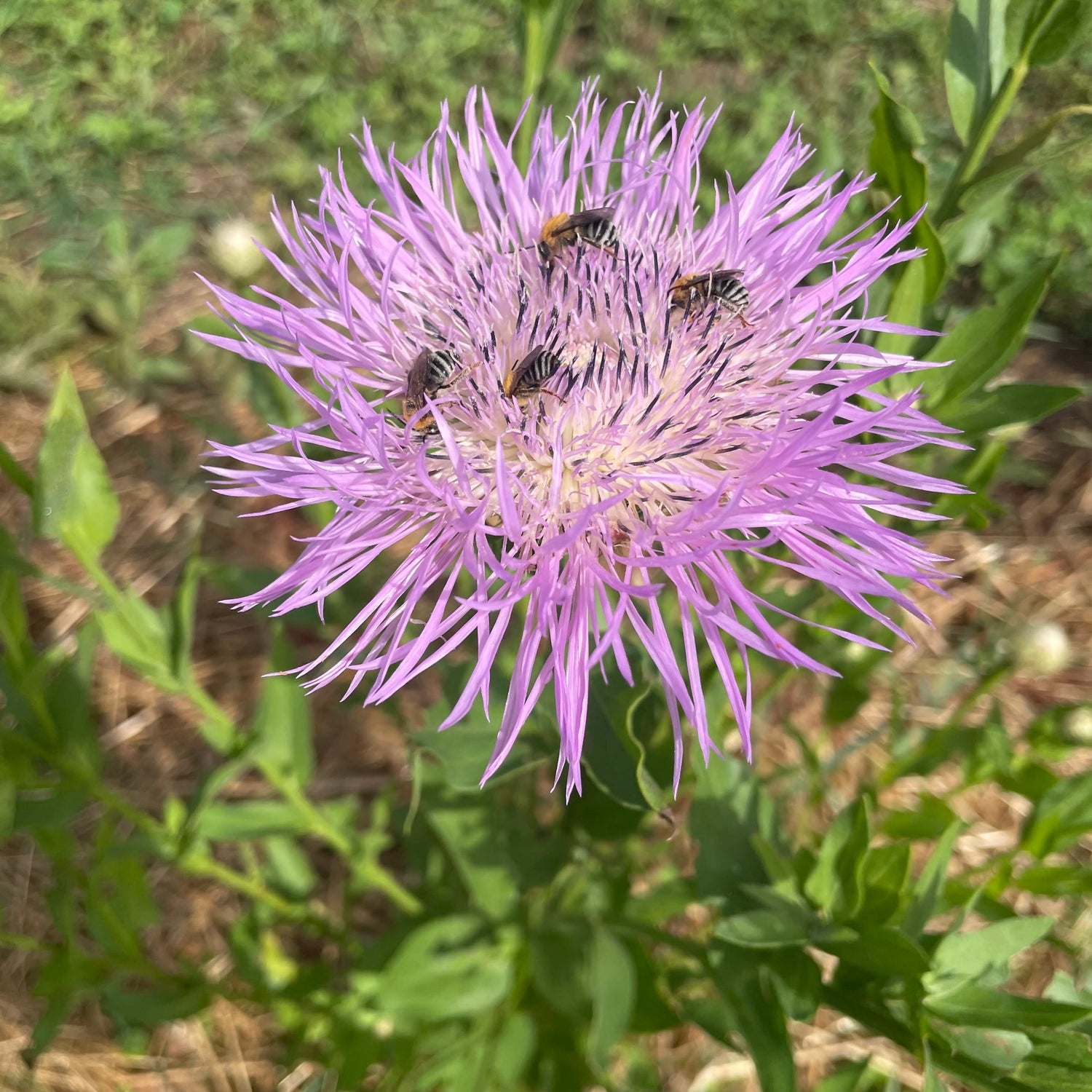 Basketflower