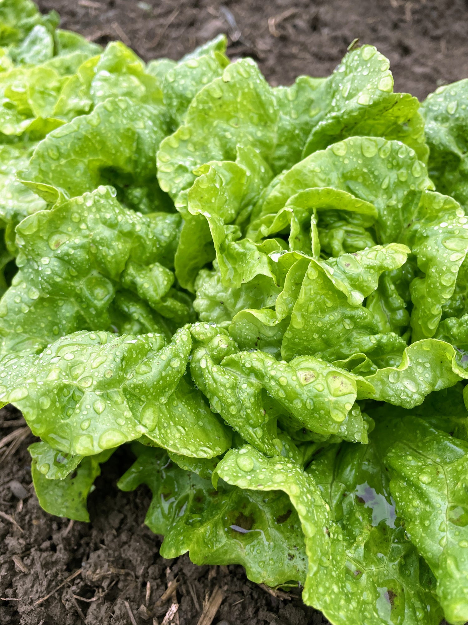 Tom Thumb Lettuce