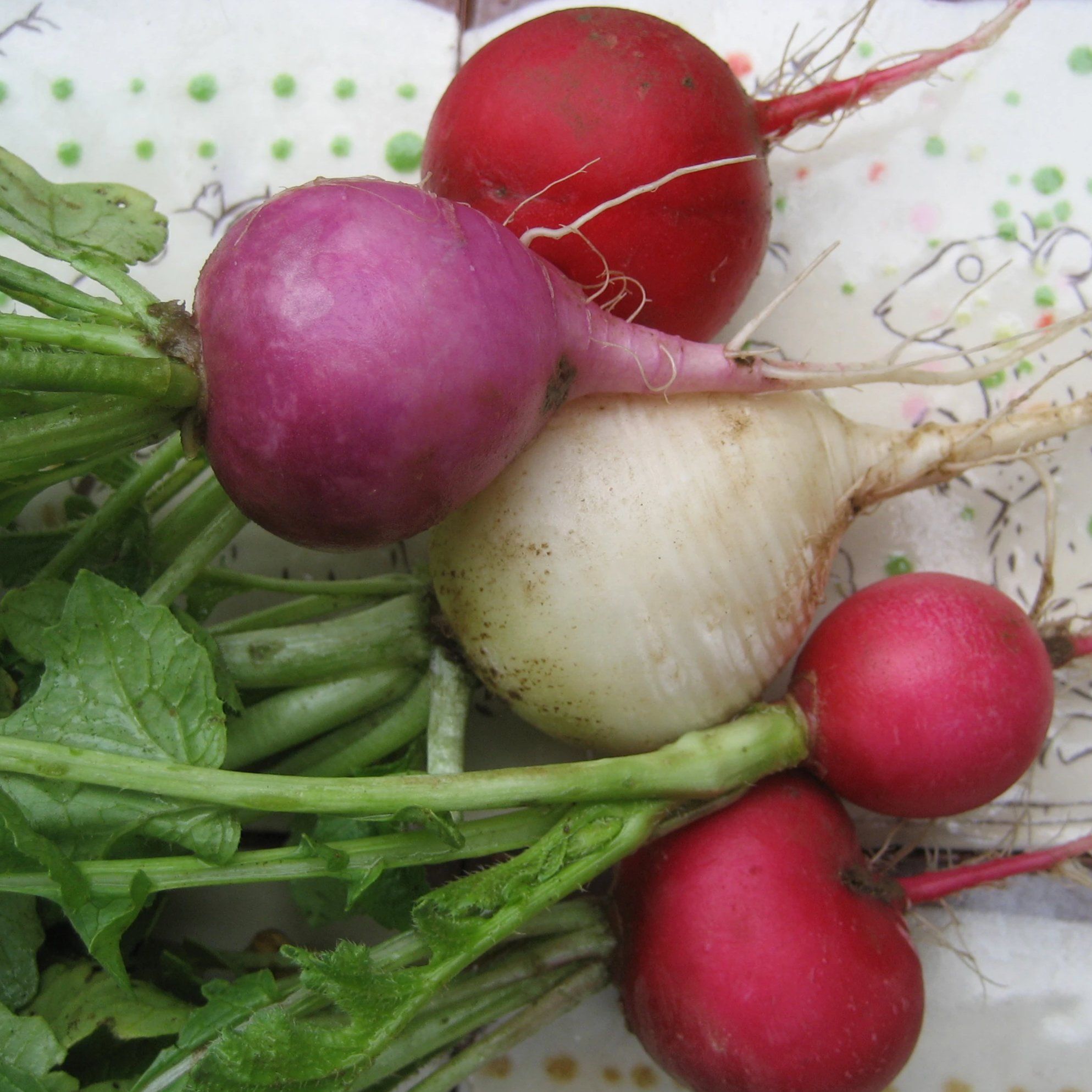 Easter Egg Radish vendor-unknown