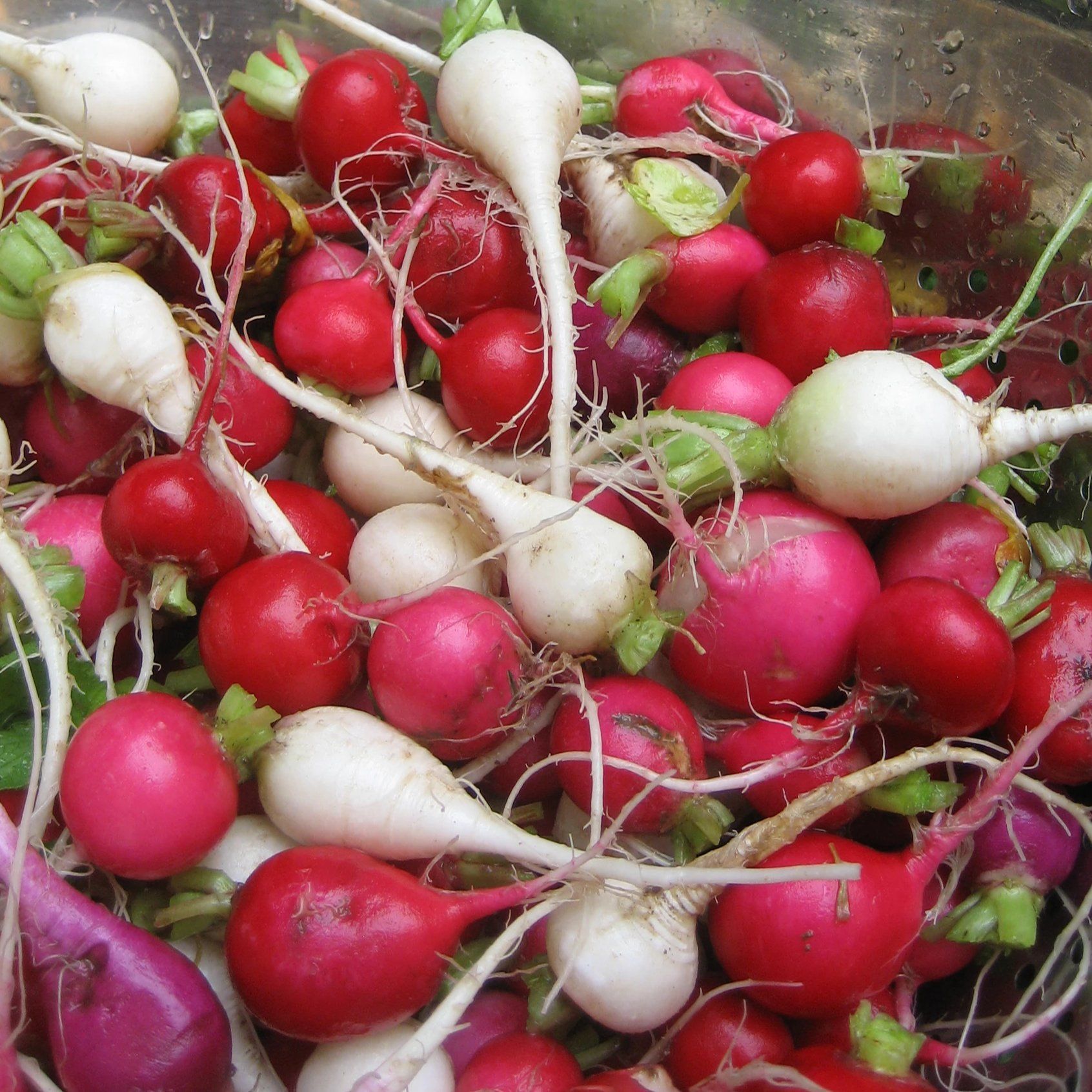 Easter Egg Radish vendor-unknown