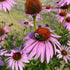 Echinacea vendor-unknown