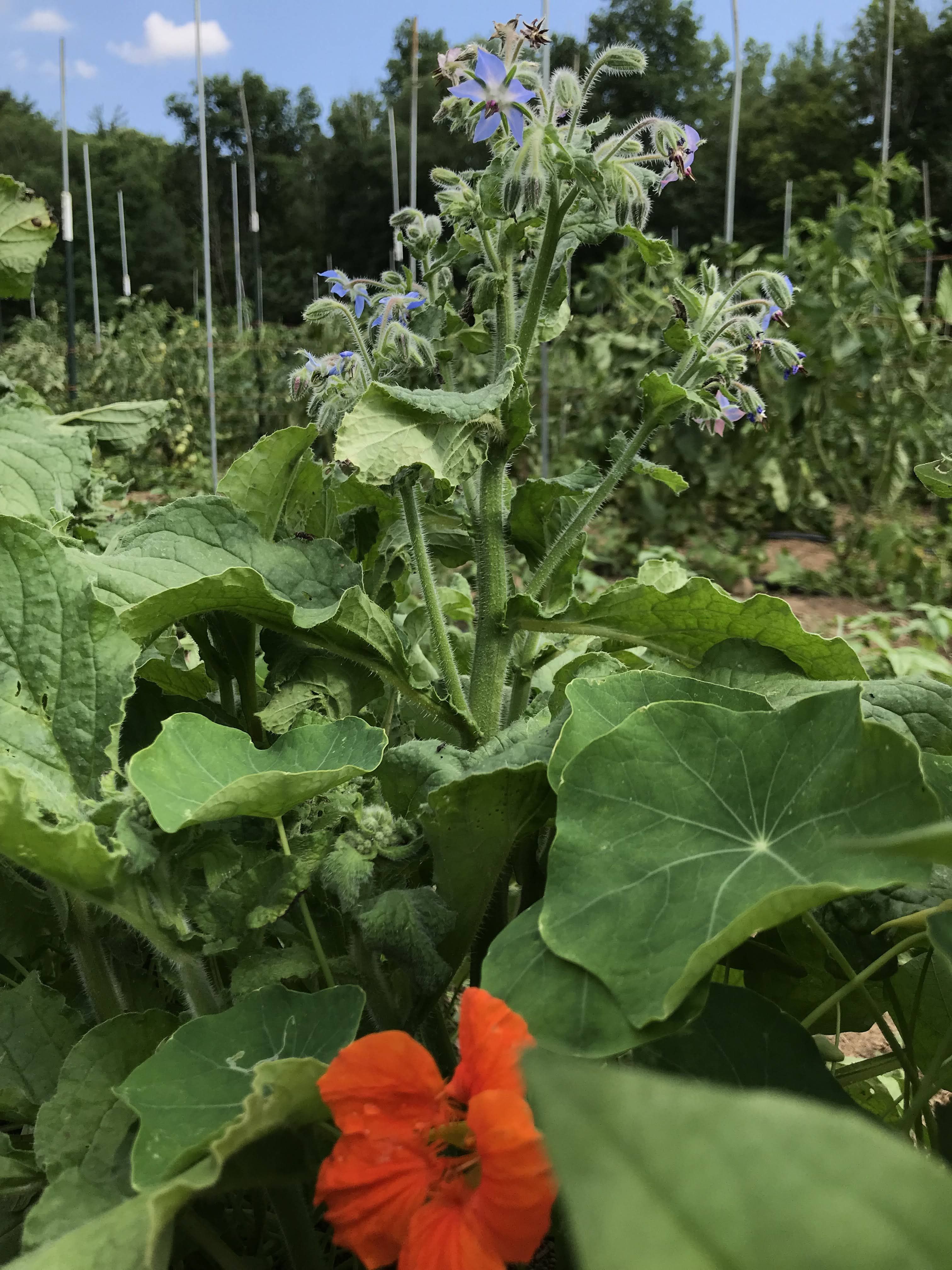 Edible Flower Mix vendor-unknown