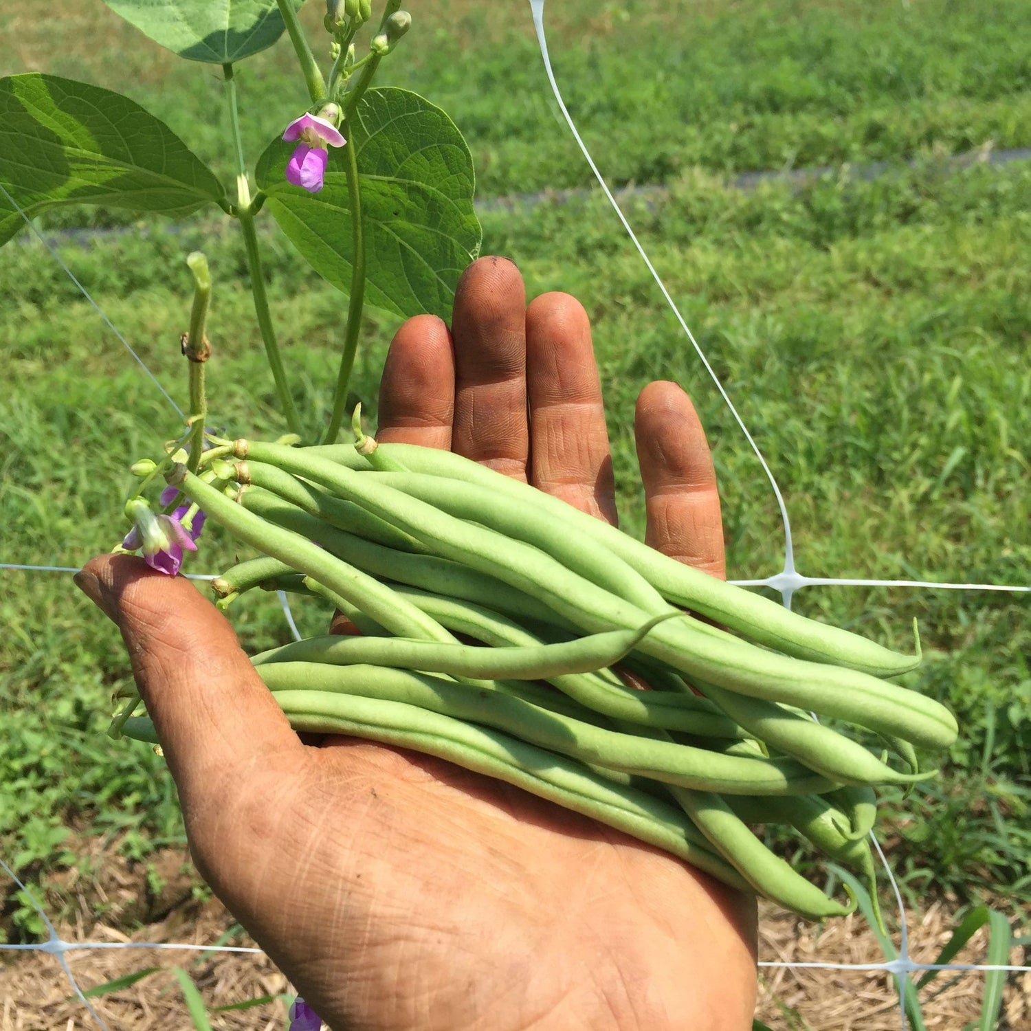 Emerite Pole Bean vendor-unknown