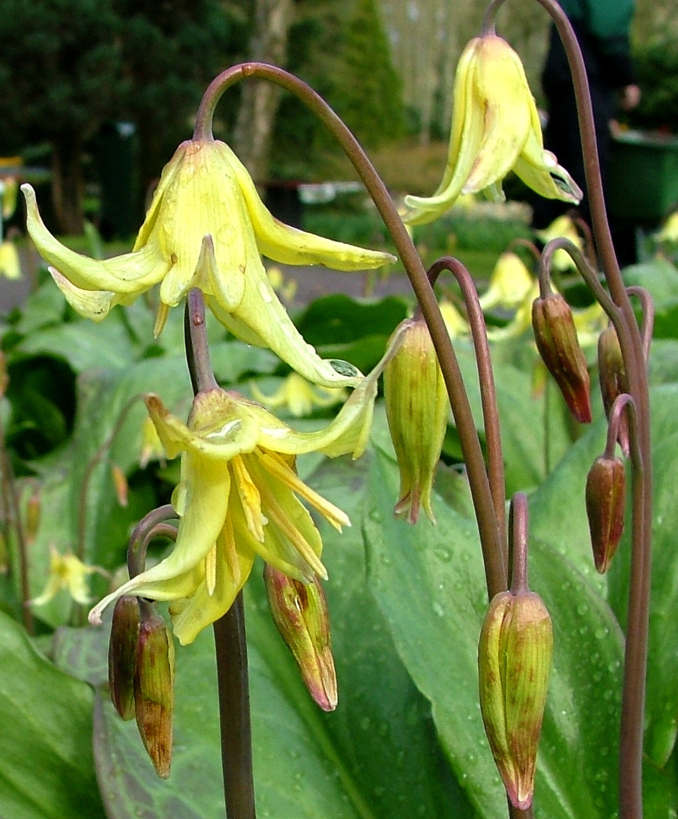 Erythronium californicum &