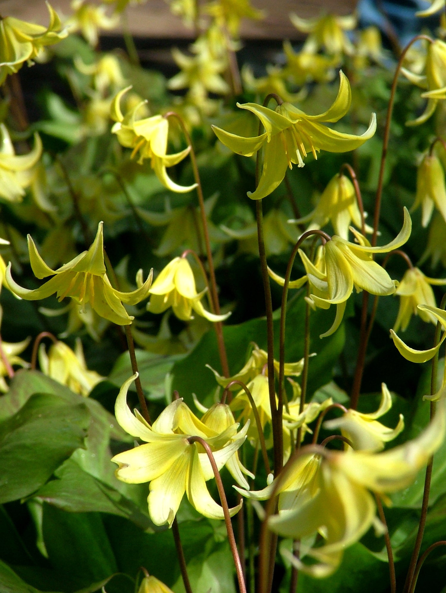 Erythronium californicum &