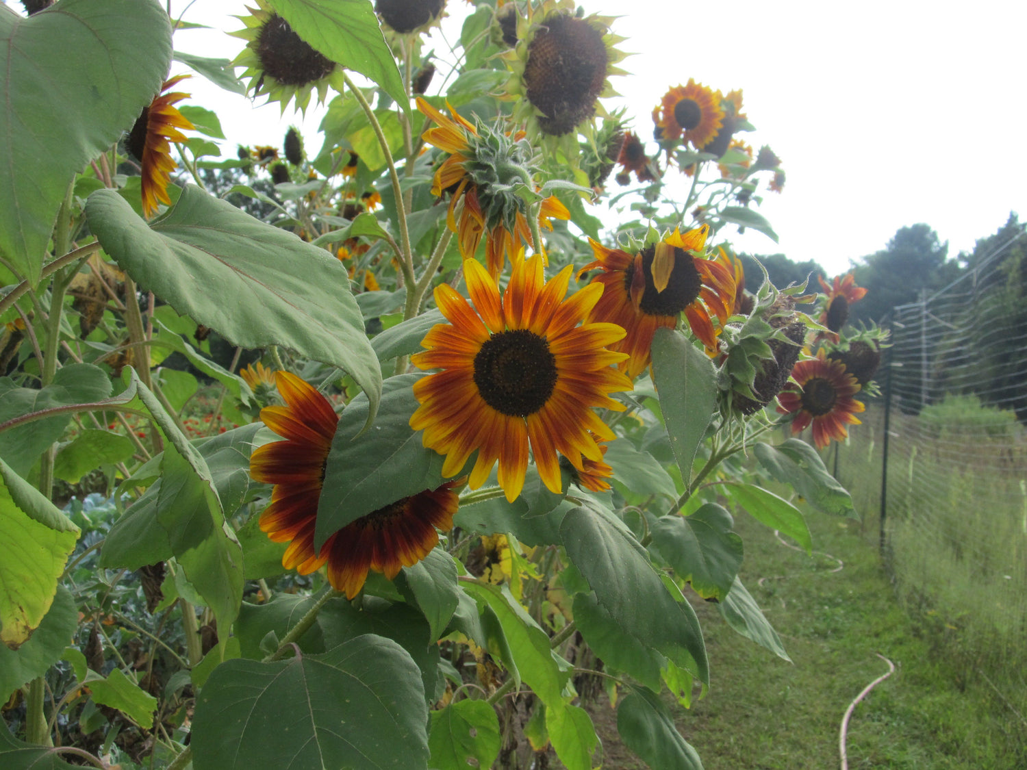 Evening Sun Sunflower vendor-unknown