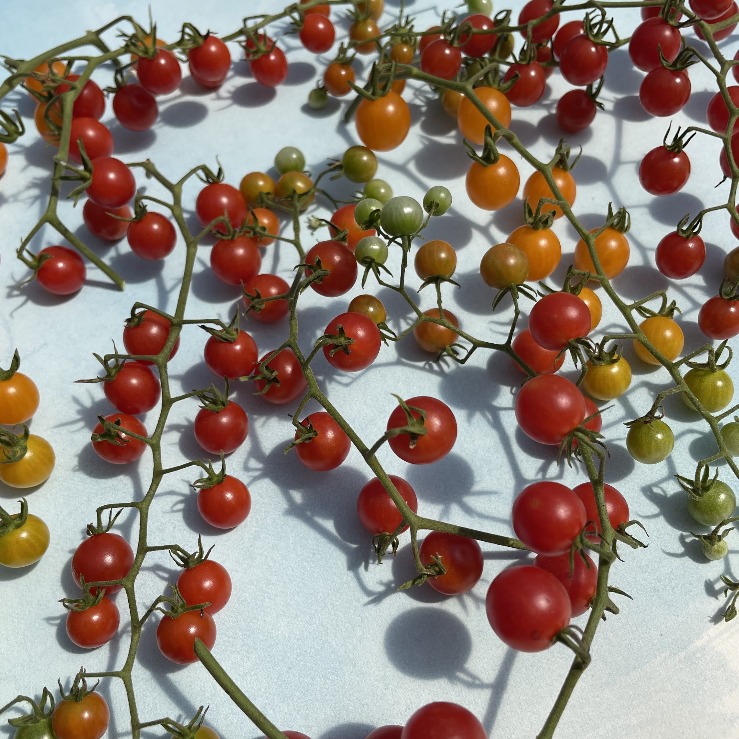 Sweet Pea Currant Tomato