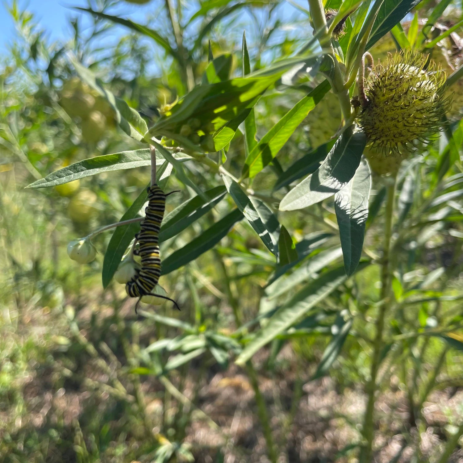 Hairy Balls Milkweed (Gomphocarpus)