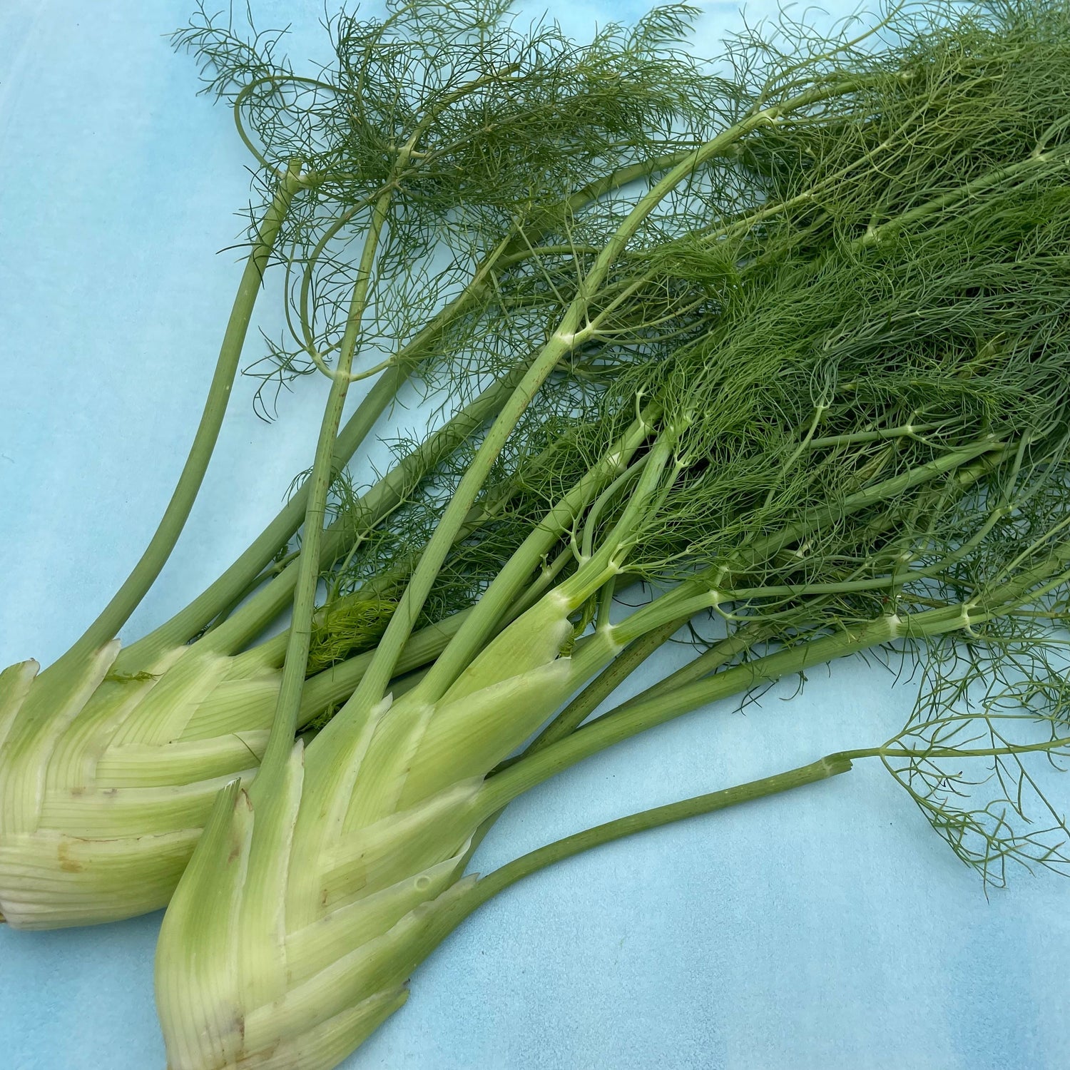 Florence Fennel