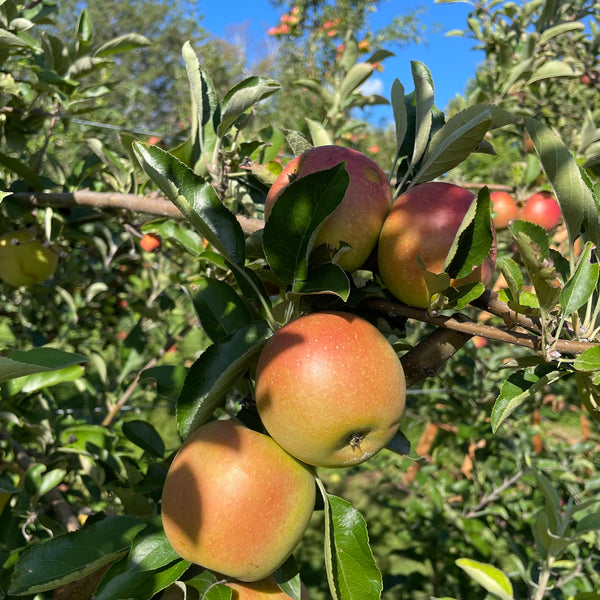 Esopus Spitzenburg Apple Tree