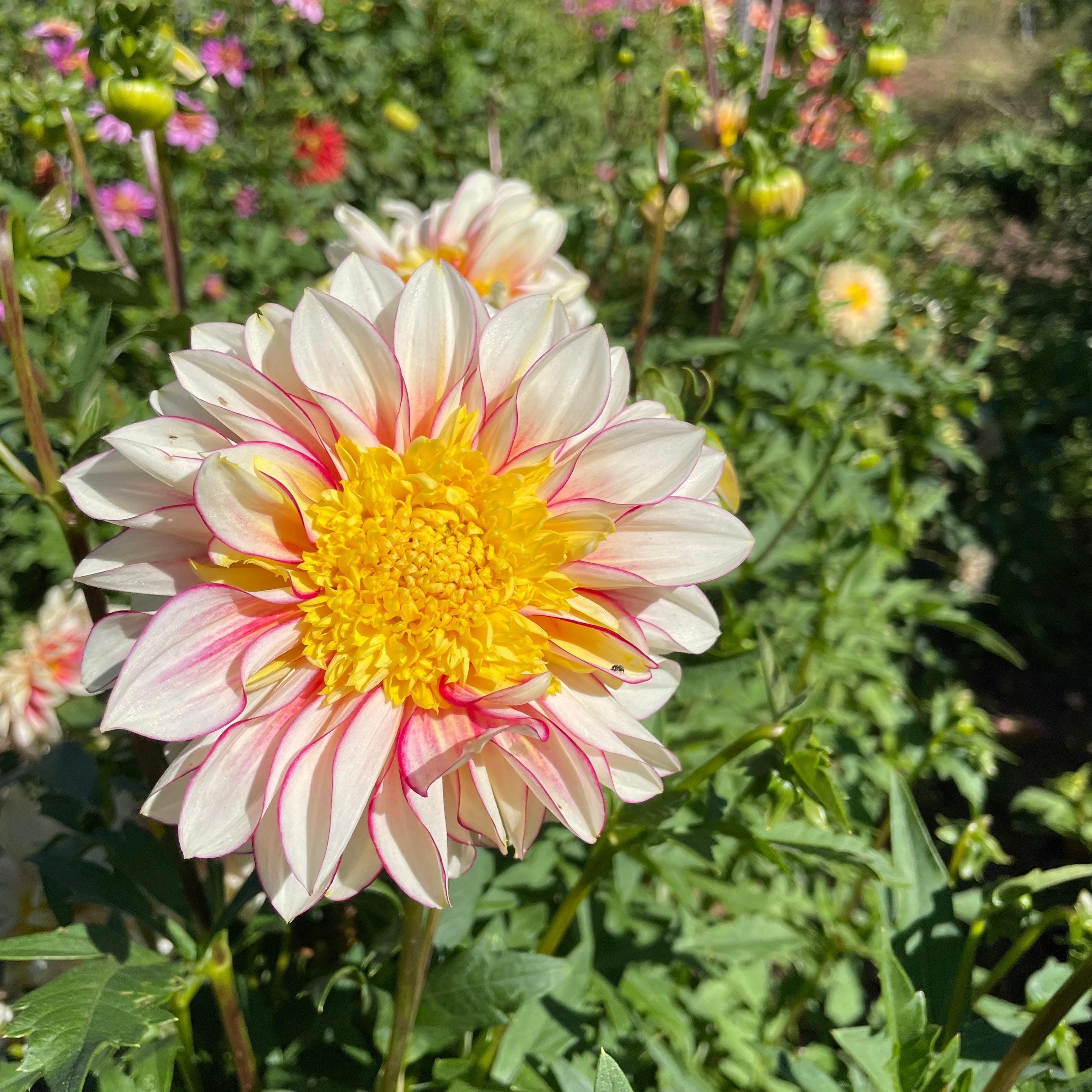 Polka Dahlia Tuber