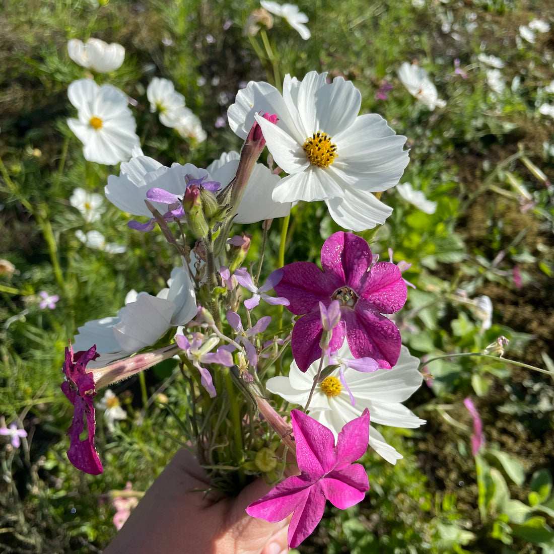 Midnight Garden Flower Mix