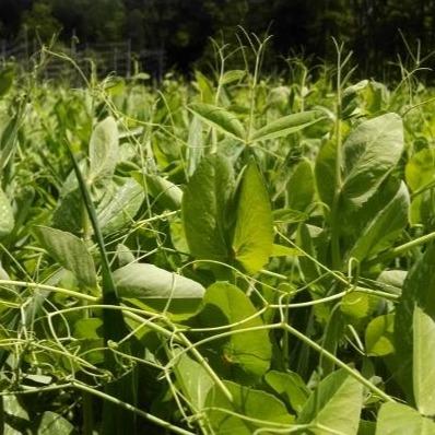 Field Pea Cover Crop Seed vendor-unknown