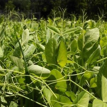 Field Peas