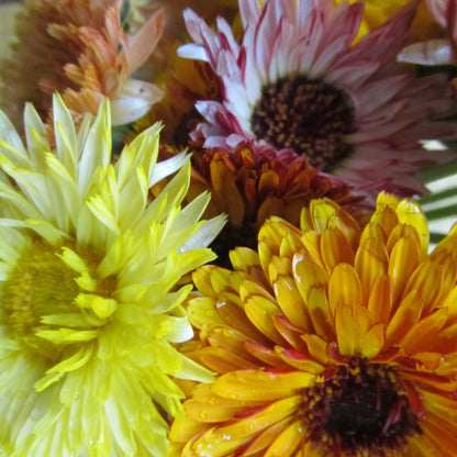 Flashback Calendula Mix vendor-unknown